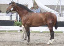 W SE PICONERO, DE SANTAN ELENA, PLATA EN POTROS DE TRES A